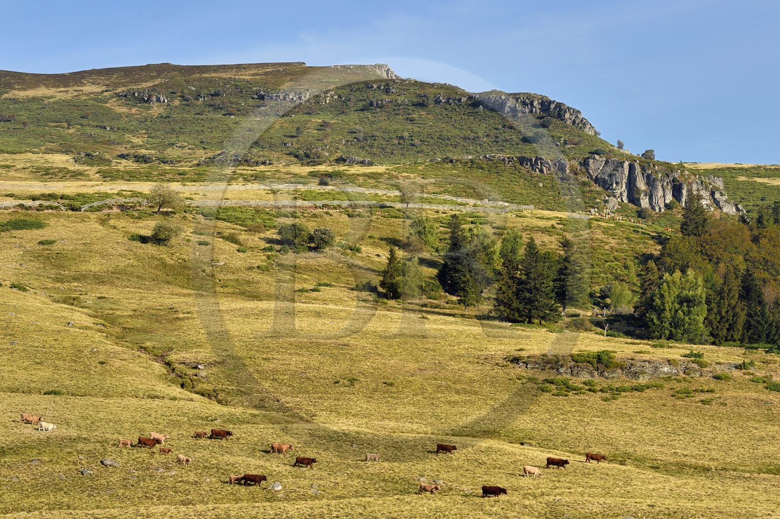France, Cantal (15), Parc Naturel Régional des Volcans d’Auvergne, le col de Prat de Bouc au pied du Plomb du Cantal, troupeau de vaches