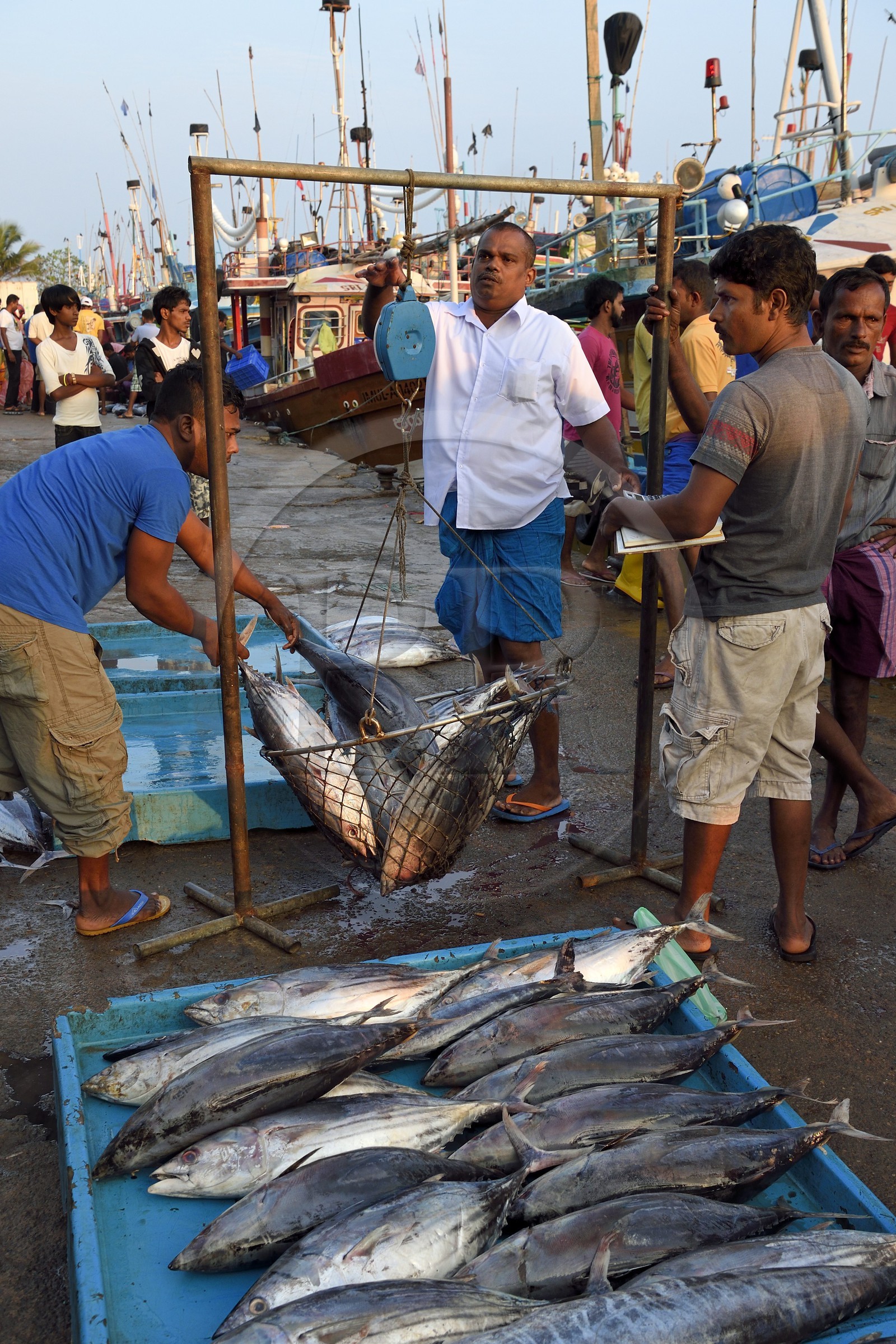 Sri Lanka, Province du Sud, Matara (district), Weligama, port de pêche de Mirissa, pesée et vente de poissons sur le quai au retour de la pêche