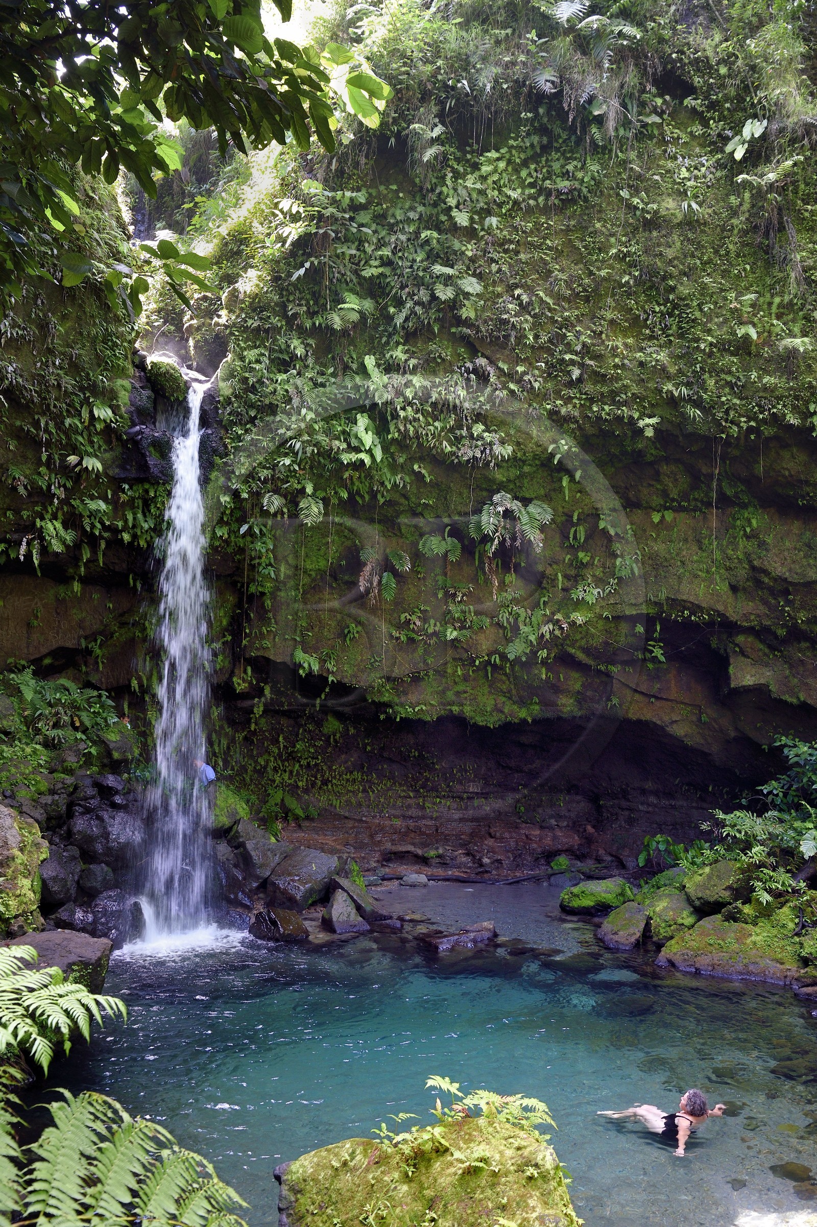 Caraïbes, Ile de la Dominique, Castle Bruce, Parc national du Morne Trois Pitons classé Patrimoine Mondial de l'UNESCO, dans le sous-bois tropical, le bassin d'émeraude (Emerald Pool) et sa cascade