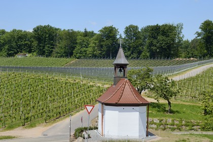 Allemagne, Bade-Wurtemberg, le vignoble à Durbach, chapelle sur la route de Heimbach