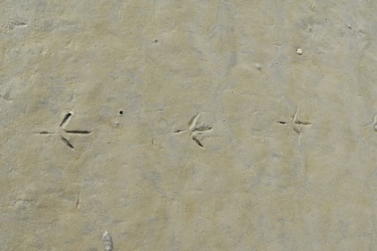France, Manche (50), Baie du Mont-Saint-Michel, traces de mouette dans la vase