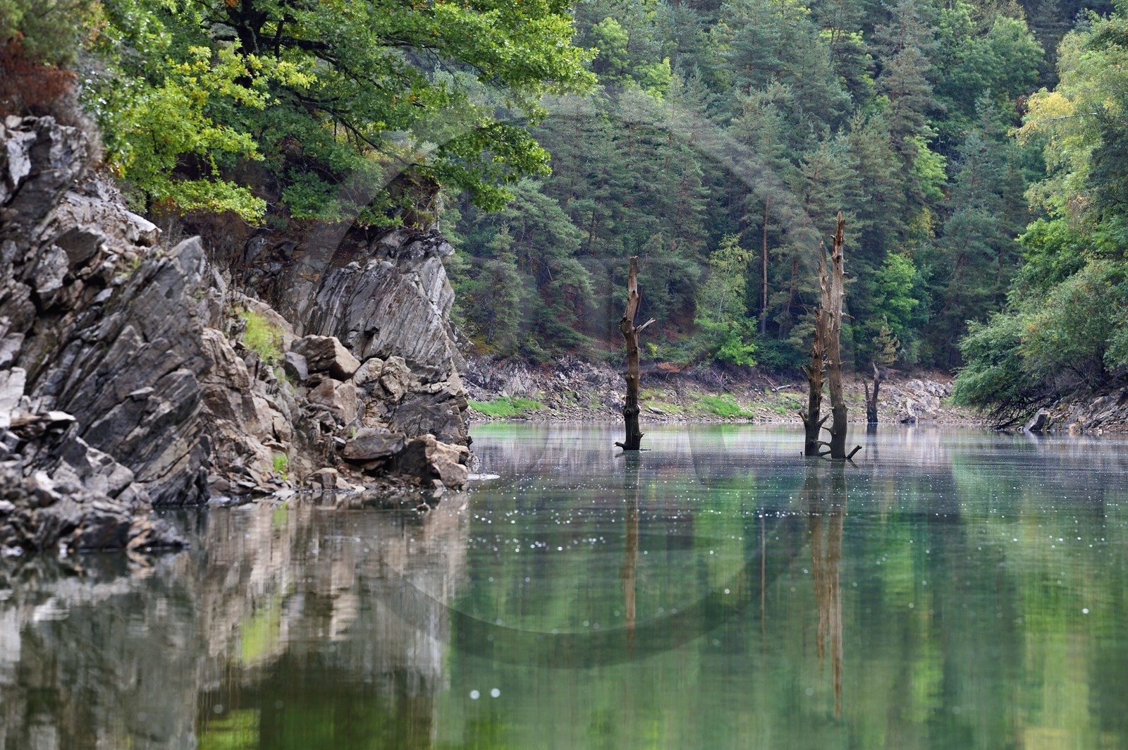 France, Cantal (15), Gorges de la Truyère, Chaliers, la rivière Truyère en amont du viaduc de Garabit, troncs d'arbres morts vestiges de la foret noyée