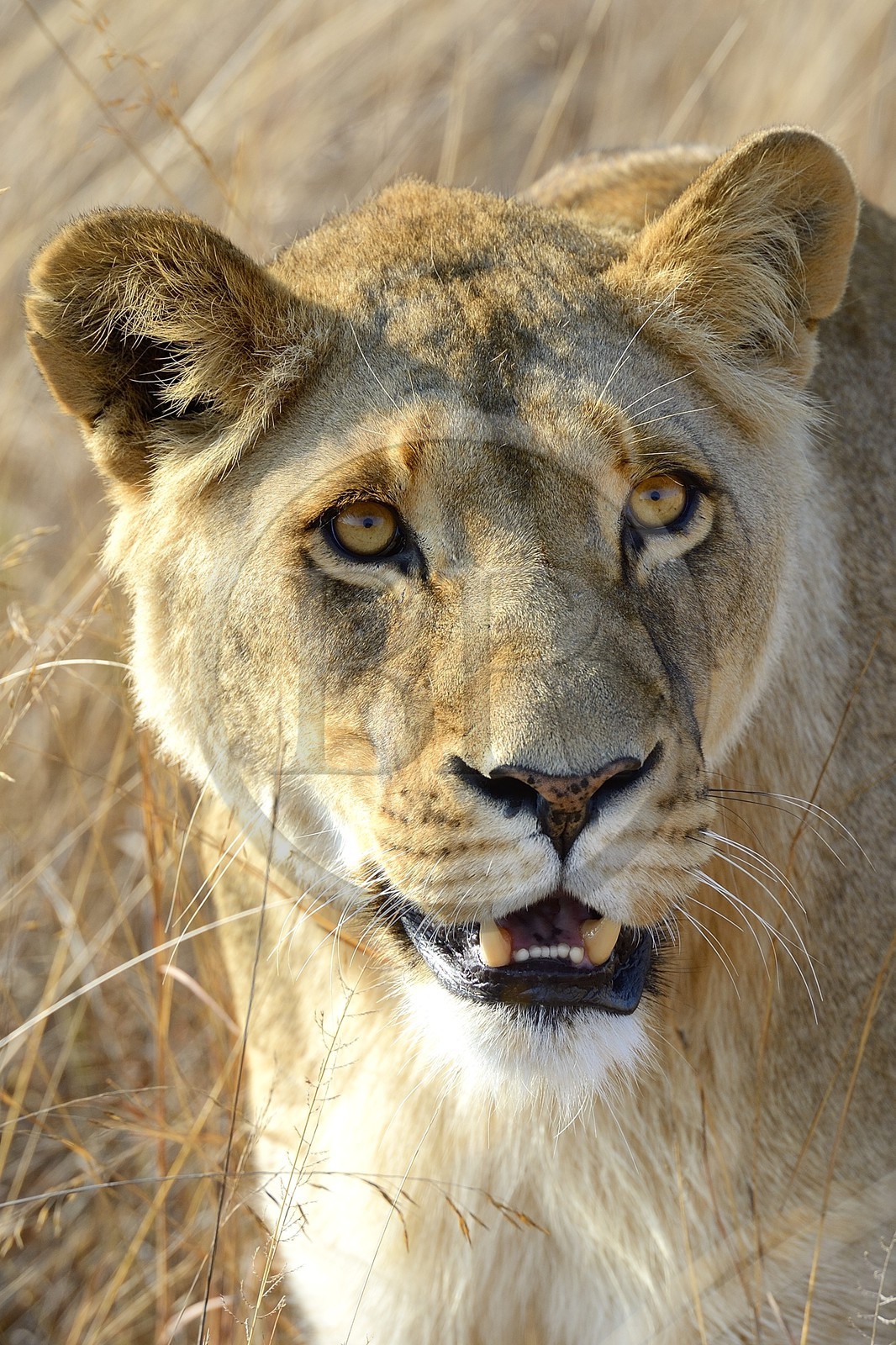 Zimbabwe, Midlands Province, Gweru, Antelope Park home to ALERT (African Lion and Environmental Research Trust), Zone 2, one of four young lioness (Panthera leo), which will be relinquished by a pride in a national park to repopulate