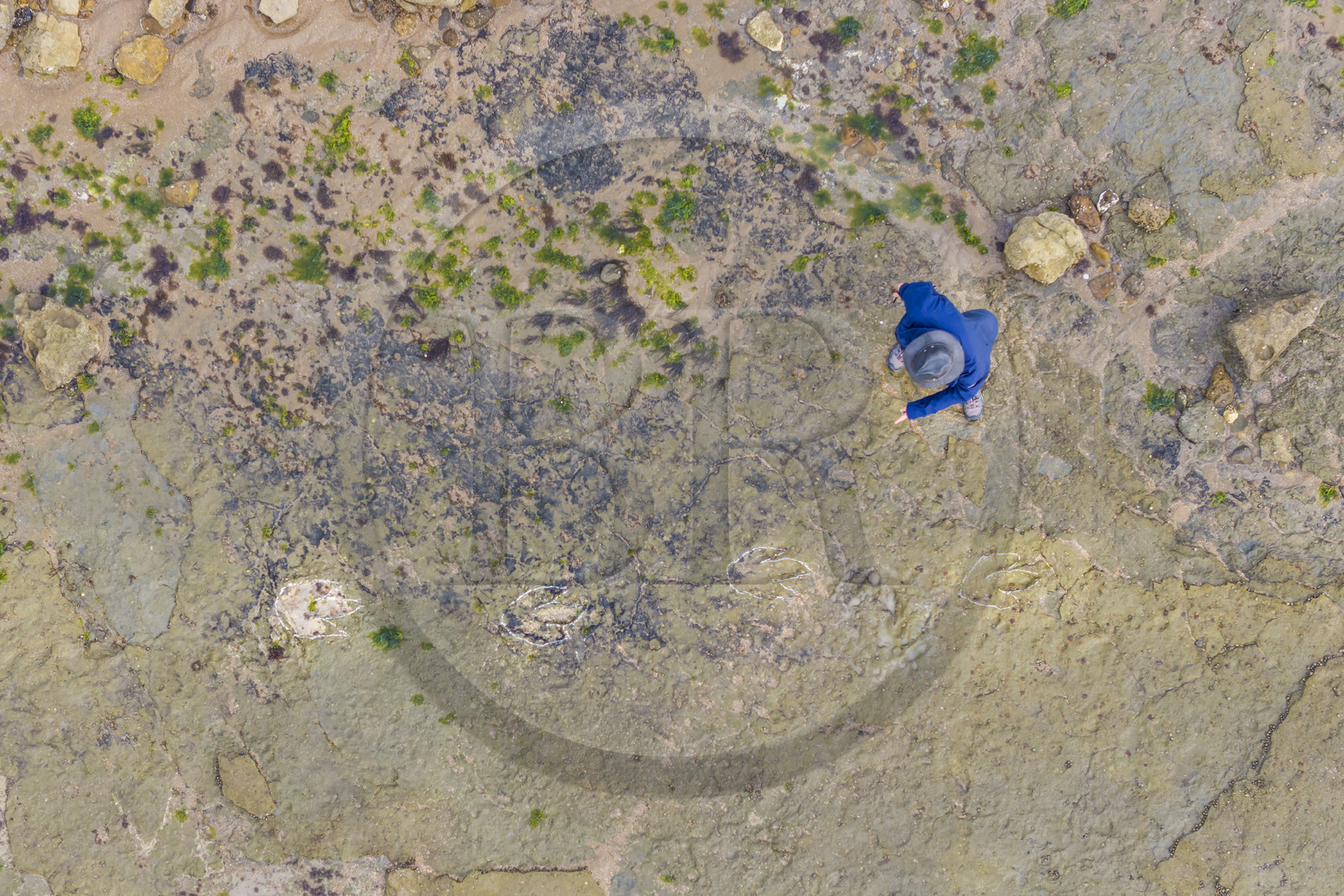 France, Vendée (85), Talmont-Saint-Hilaire, la Pointe du Payré, estran du site du Veillon à marée basse, traces fossiles tridactyles de dinosaures bipèdes datées d'environ 200 millions d’années