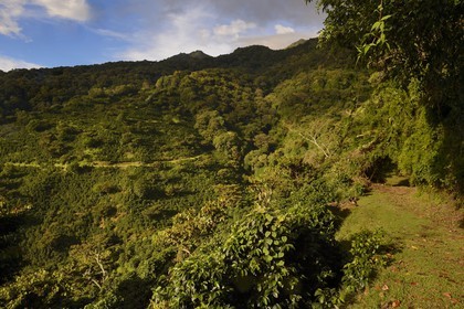 Panama, province de Chiriqui, Boquete, plantation de café Finca Lerida sur les pentes du volcan Baru