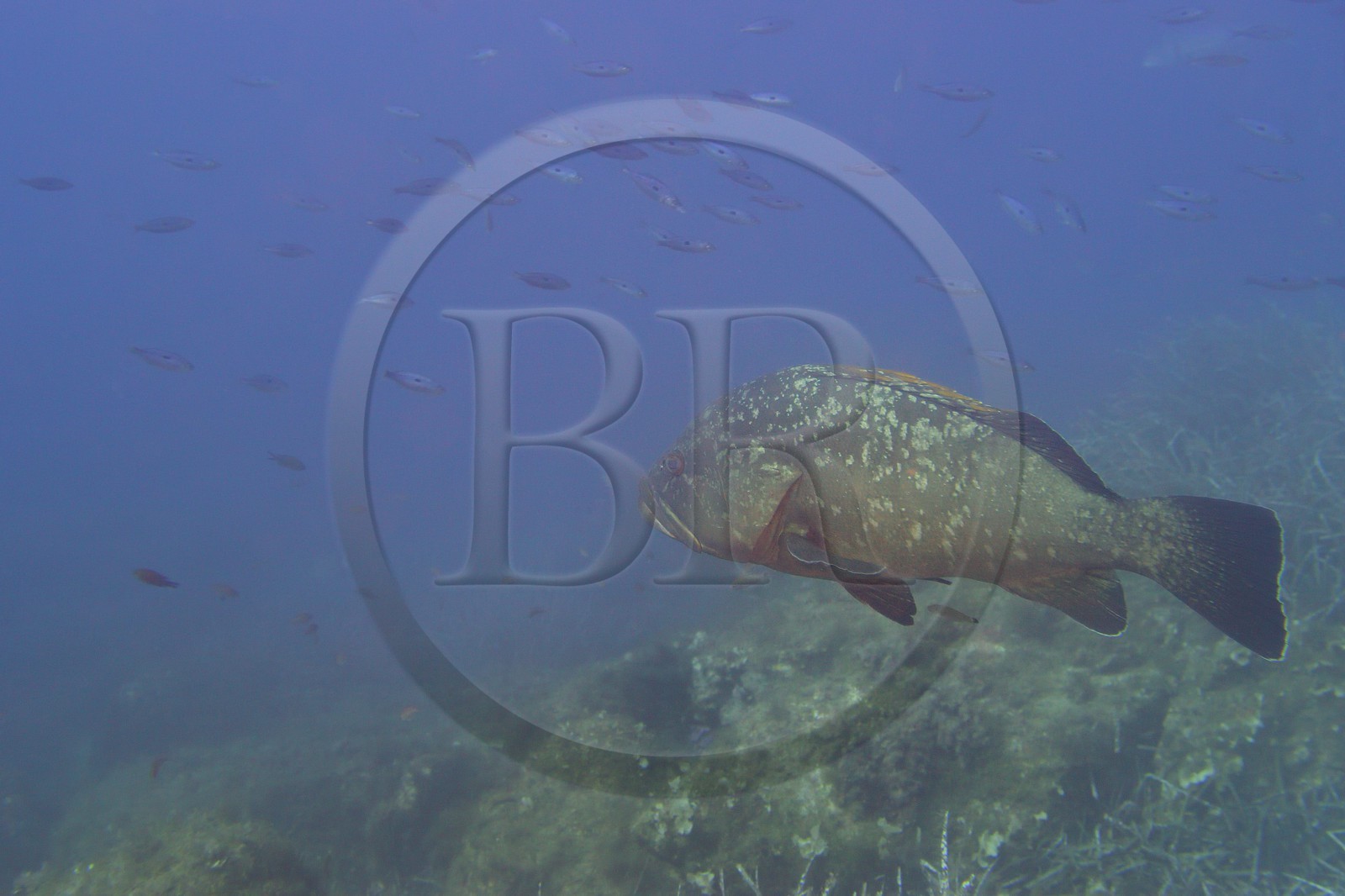 France, Var (83), Iles d'Hyères, parc national de Port Cros, Ile de Port-Cros, mérou vers l'Ilot de la Gabinière