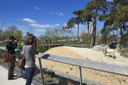 France, Paris (75), Le Parc zoologique de Paris (Zoo de Vincennes), Oryx algazelle (Oryx dammah) dans la biozone Sahel-Soudan, en arrière plan le Grand Rocher qui est l’emblème du zoo depuis 1934