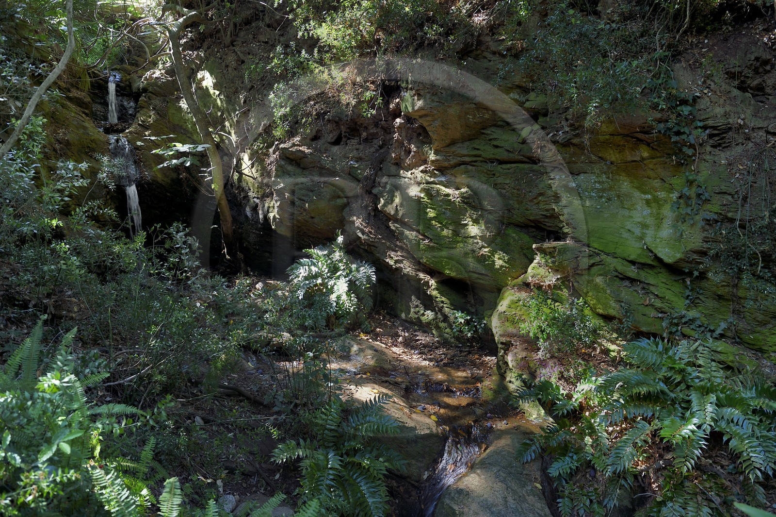 France, Var (83), Rayol-Canadel-sur-Mer, Domaine du Rayol, propriété du conservatoire du littoral mention obligatoire, le jardin des Méditerranées conçu par le paysagiste Gilles Clément, le Jardin d'Asie subtropicale au lieu dit le Puit