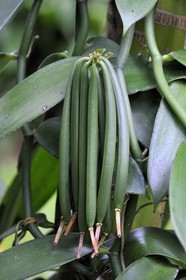 France, Reunion Island (French overseas department), Saint Philippe area, Spice and Perfume Garden, vanilla pods