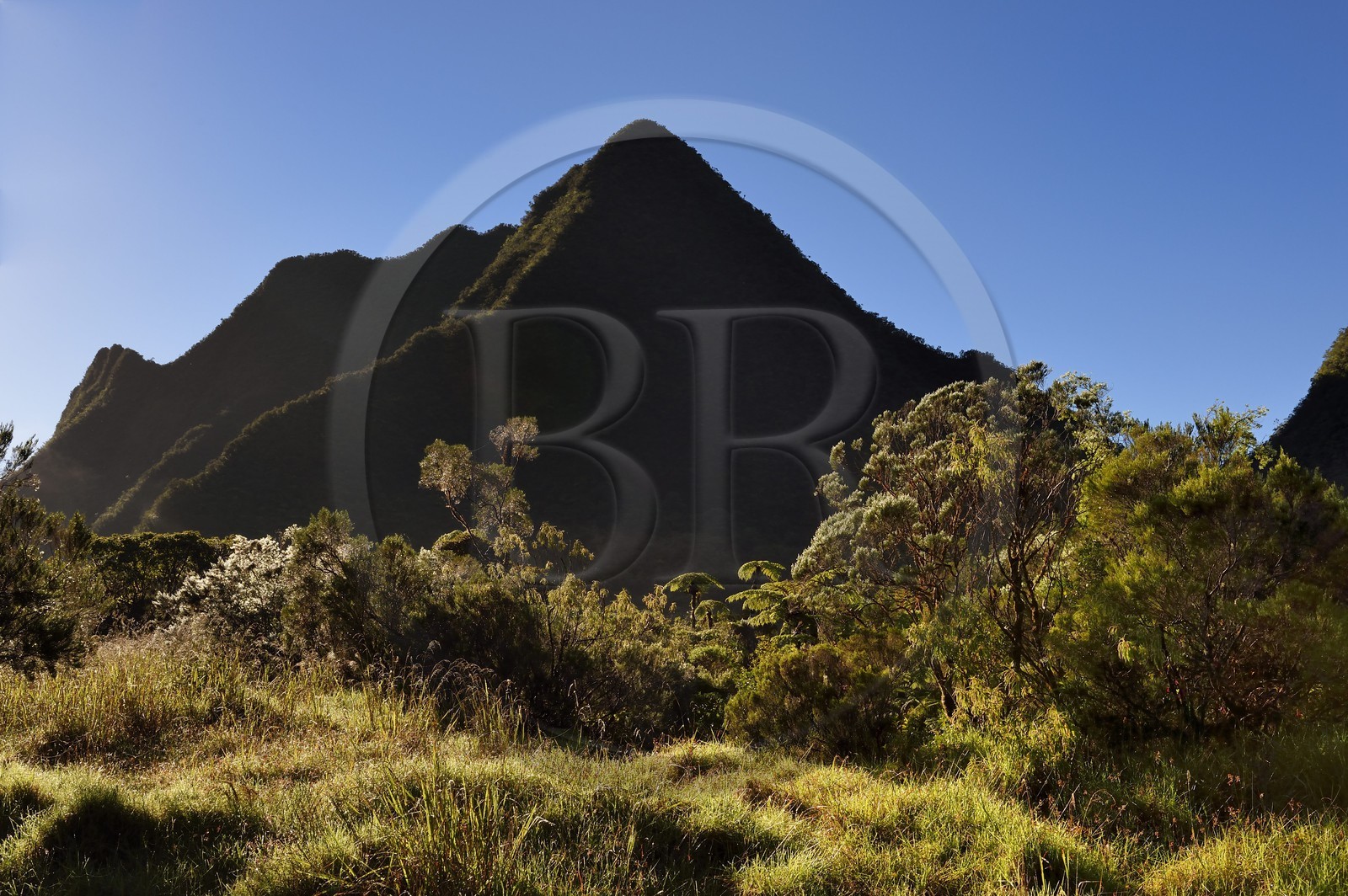 France, Ile de la Reunion, Saint Benoit, Parc national de La Reunion, classé Patrimoine Mondial de l'UNESCO, foret de Bébour