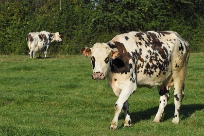 France, Calvados (14), Pays d'Auge, Le Mesnil-Germain, vache de race Normande