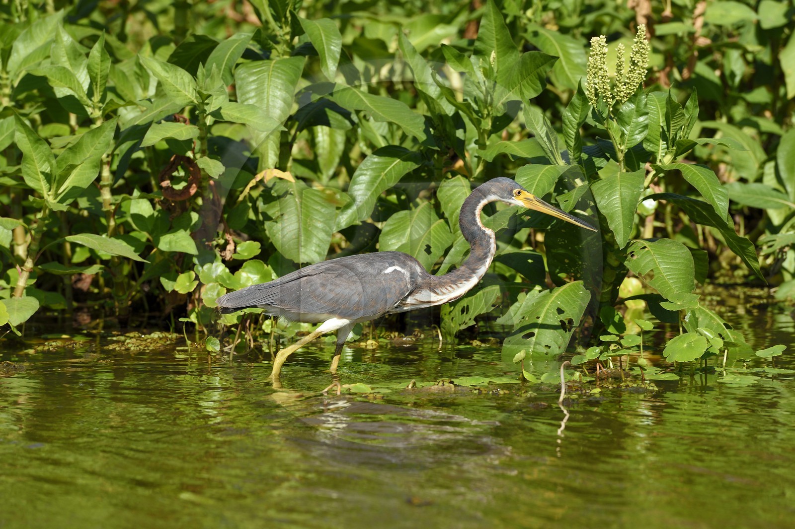Nicaragua, Ile d'Ometepe réserve mondiale de Biosphère sur le lac Nicaragua, marais le long du Rio Istian, Aigrette bleue (Egretta caerulea)