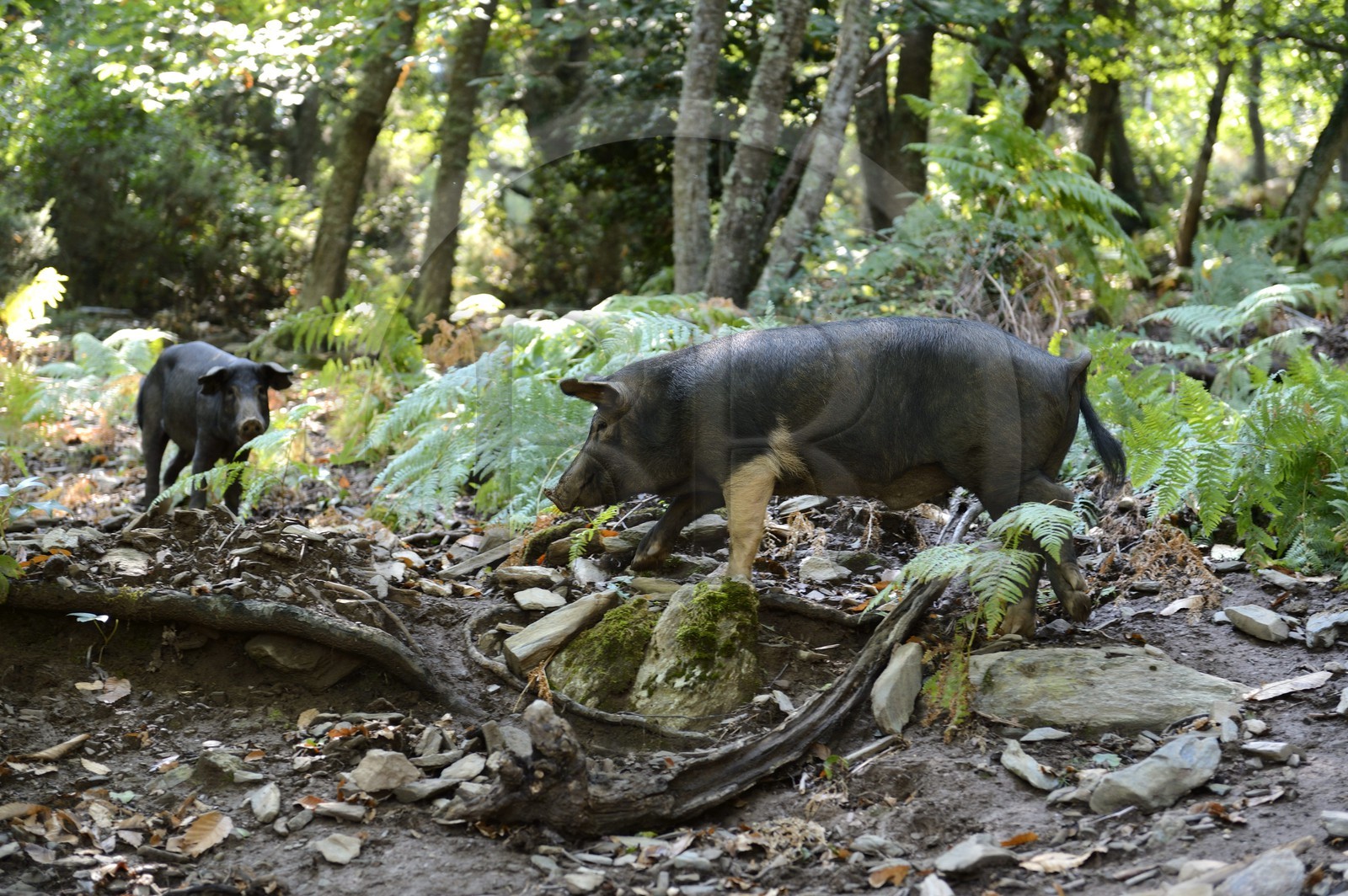 France, Haute Corse, Castagniccia, pigs in the wild