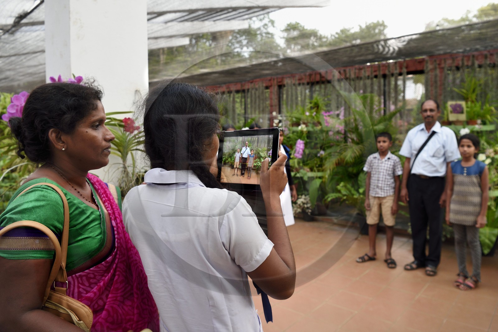 Sri Lanka, province du centre, Kandy, jardin botanique de Peradeniya, serre aux orchidées
