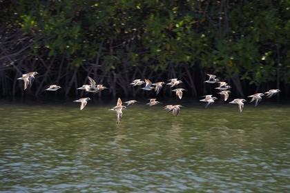Nicaragua, la côte pacifique de Leon, la mangrove du parc national Isla Juan Venado, vol de Chevaliers semipalmés (Tringa semipalmata)