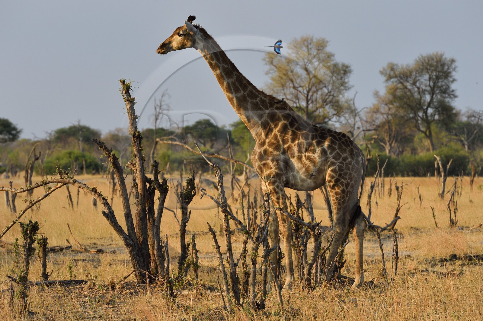 Zimbabwe, Matabeleland North Province, Hwange National Park, a giraffe (Giraffa camelopardalis) and lilac-breasted roller (Coracias caudatus)
