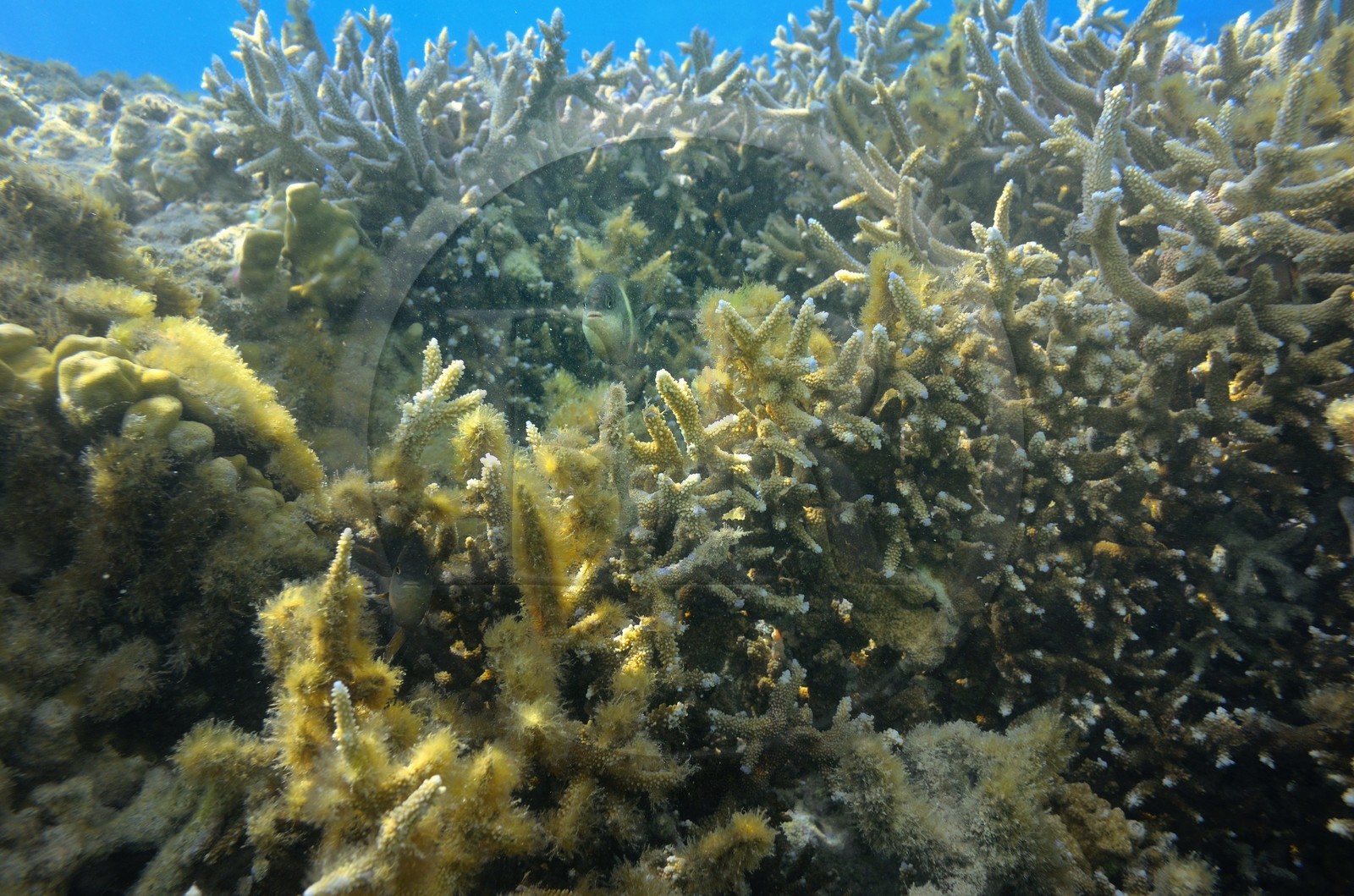 France, Ile de la Reunion, Côte Ouest, Saint-Gilles-Les-Bains (commune de Saint-Paul), le récif corallien du lagon de l'Ermitage (vue sous-marine)