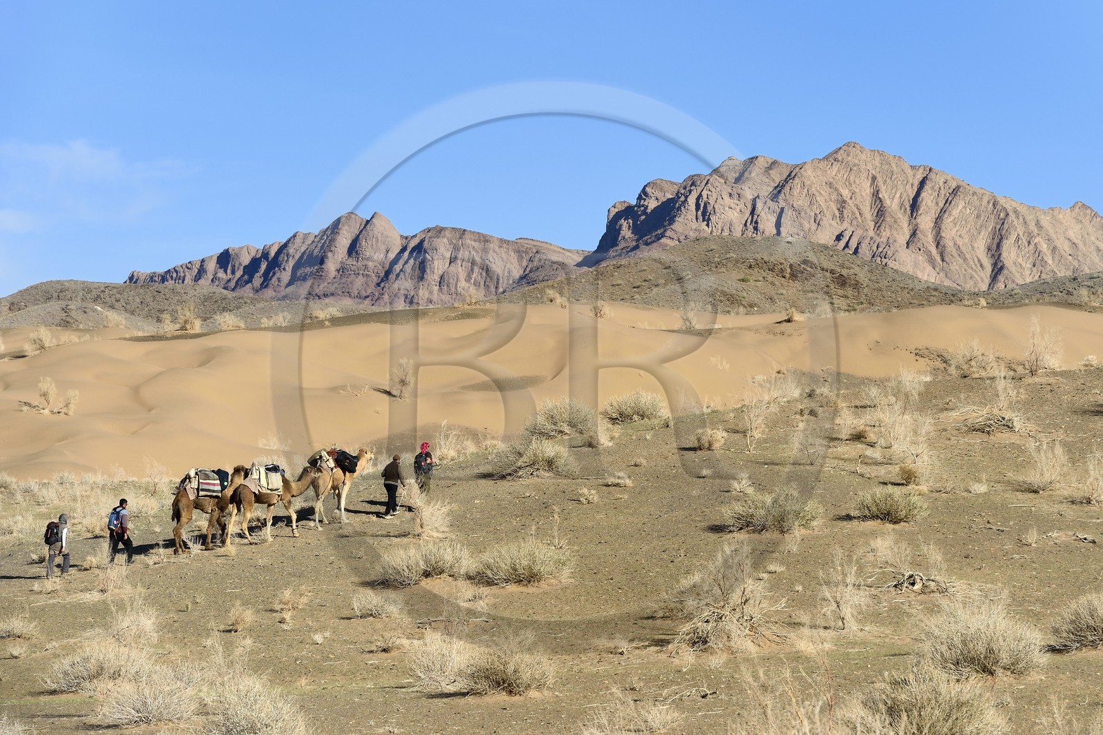 Iran, Isfahan province, Dasht-e Kavir desert, Mesr in Khur and Biabanak County, camel train in a camel trek