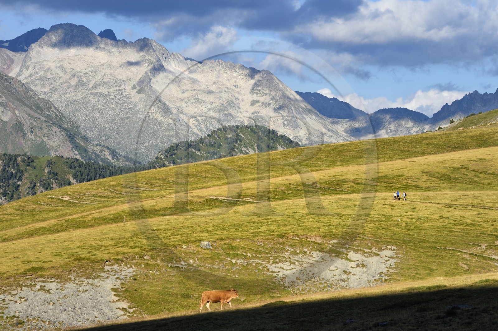 France, Hautes-Pyrénées (65), Saint-Lary-Soulan et Vielle-Aure, randonnée sur une variante du GR10 entre le col de Portet et les lacs de Bastan en bordure de la réserve naturelle de Néouvielle en arrière plan, troupeau de vaches en estive