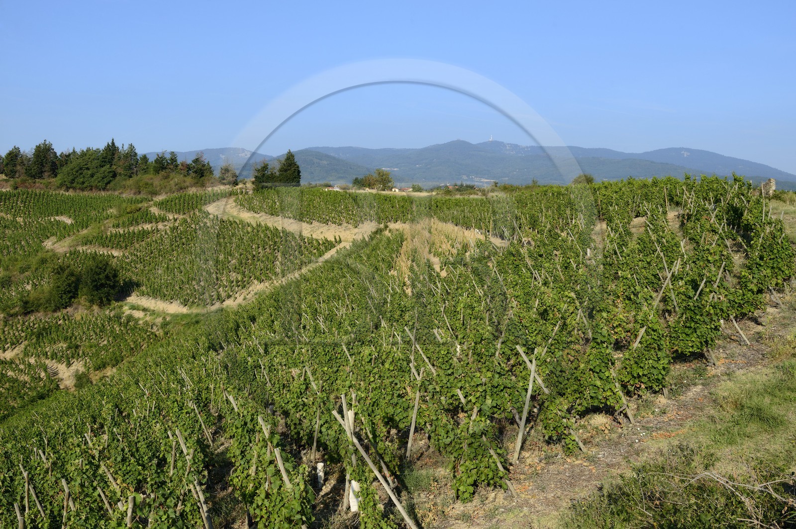 France, Loire (42), Parc Naturel Régional du Pilat, Malleval, vignes sur échalas