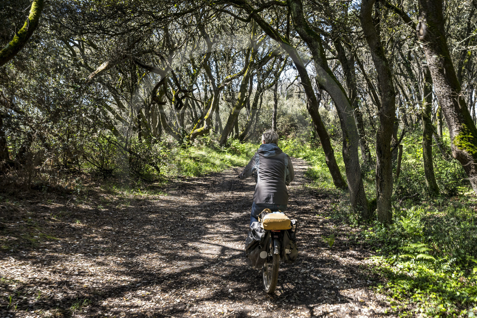 France, Vendée (85), Jard sur Mer, la Pointe du Payré, holm oak forest