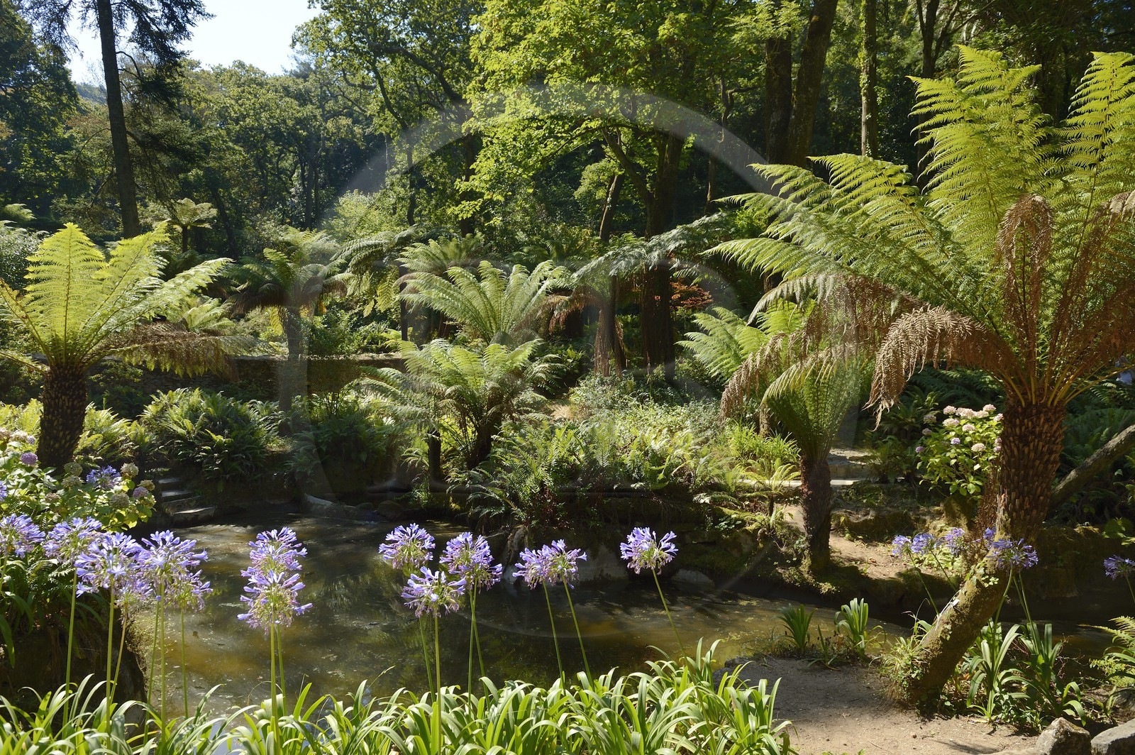 Portugal, région de Lisbonne, Sintra, classée Patrimoine Mondial de l'UNESCO, parc du Palais national de Pena (Palacio Nacional da Pena), fougères arborescentes