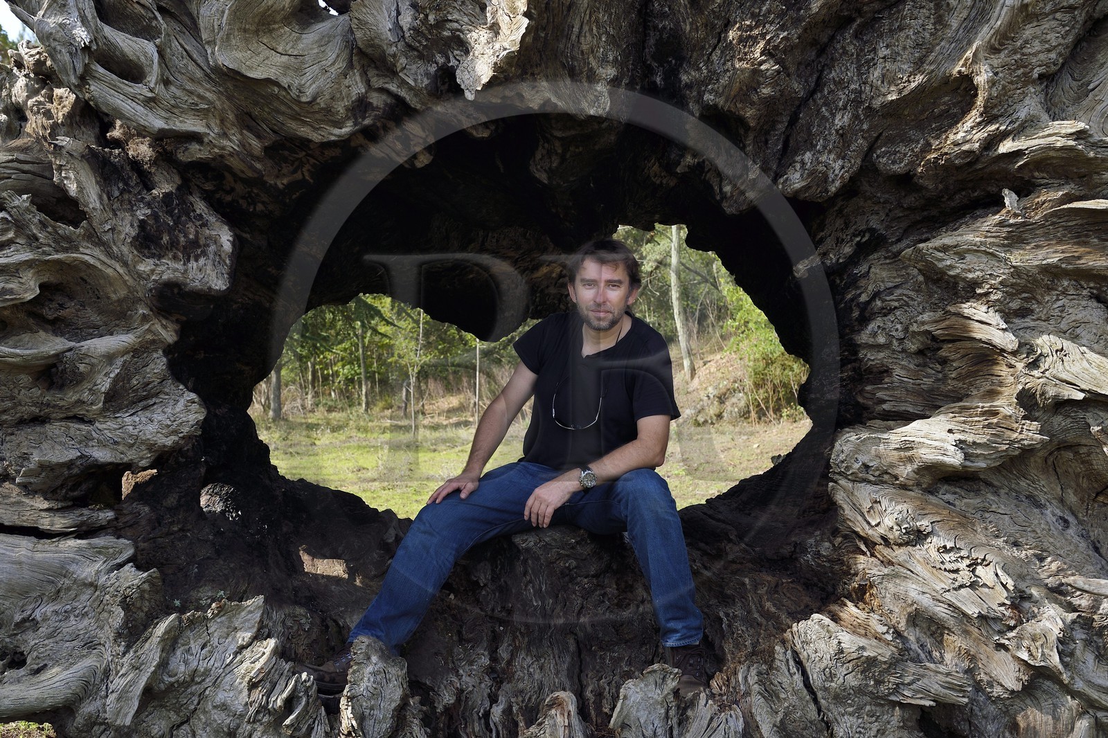 France, Var (83), Massif des Maures, Collobrières, plateau Lambert, souche calcinée du châtaignier de Madame de Sévigné, autoportrait Bertrand Rieger
