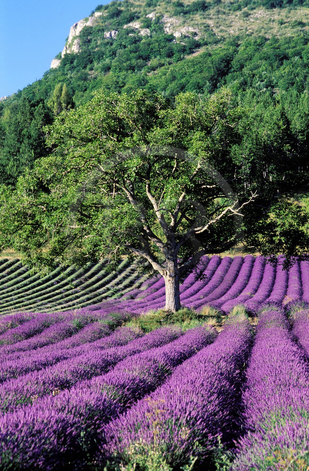France, Drôme (26), un champ de lavande (en été) dans la vallée de l' Ennuye