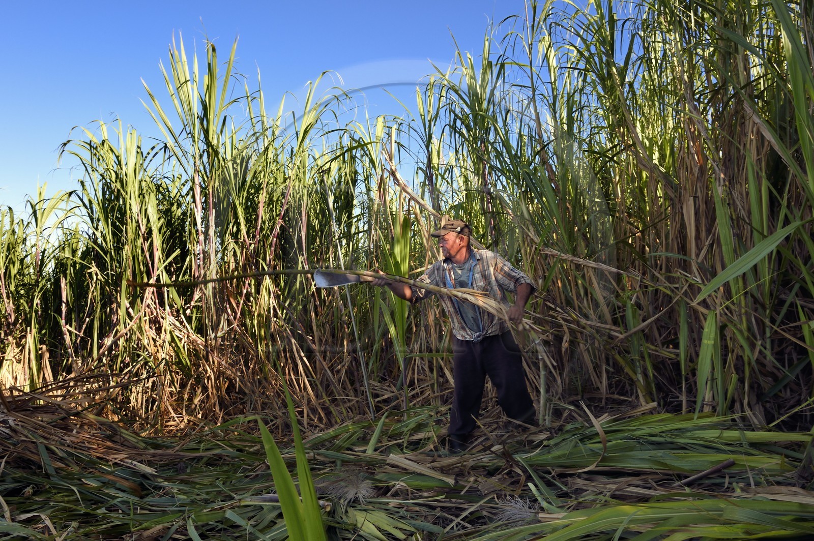France, Reunion island (French overseas department), south coast, Petite-Ile, creole sugarcane cutter François in a sugar cane field