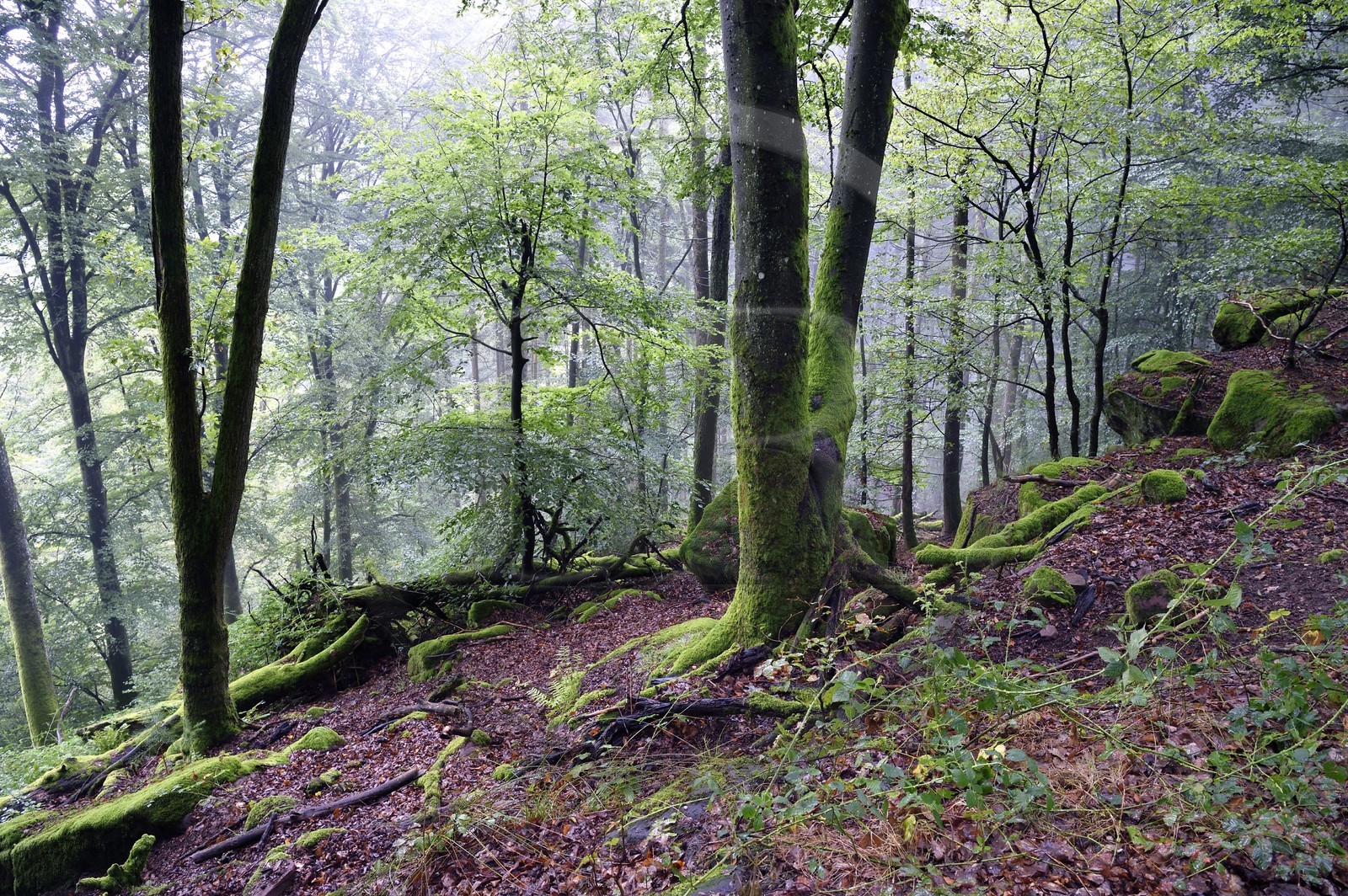 France, Bas-Rhin (67), Parc Naturel régional des Vosges du Nord, foret domaniale de La Petite Pierre au Hirschfels