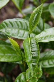 Sri Lanka, Province d'Uva, Ella, feuilles de thé