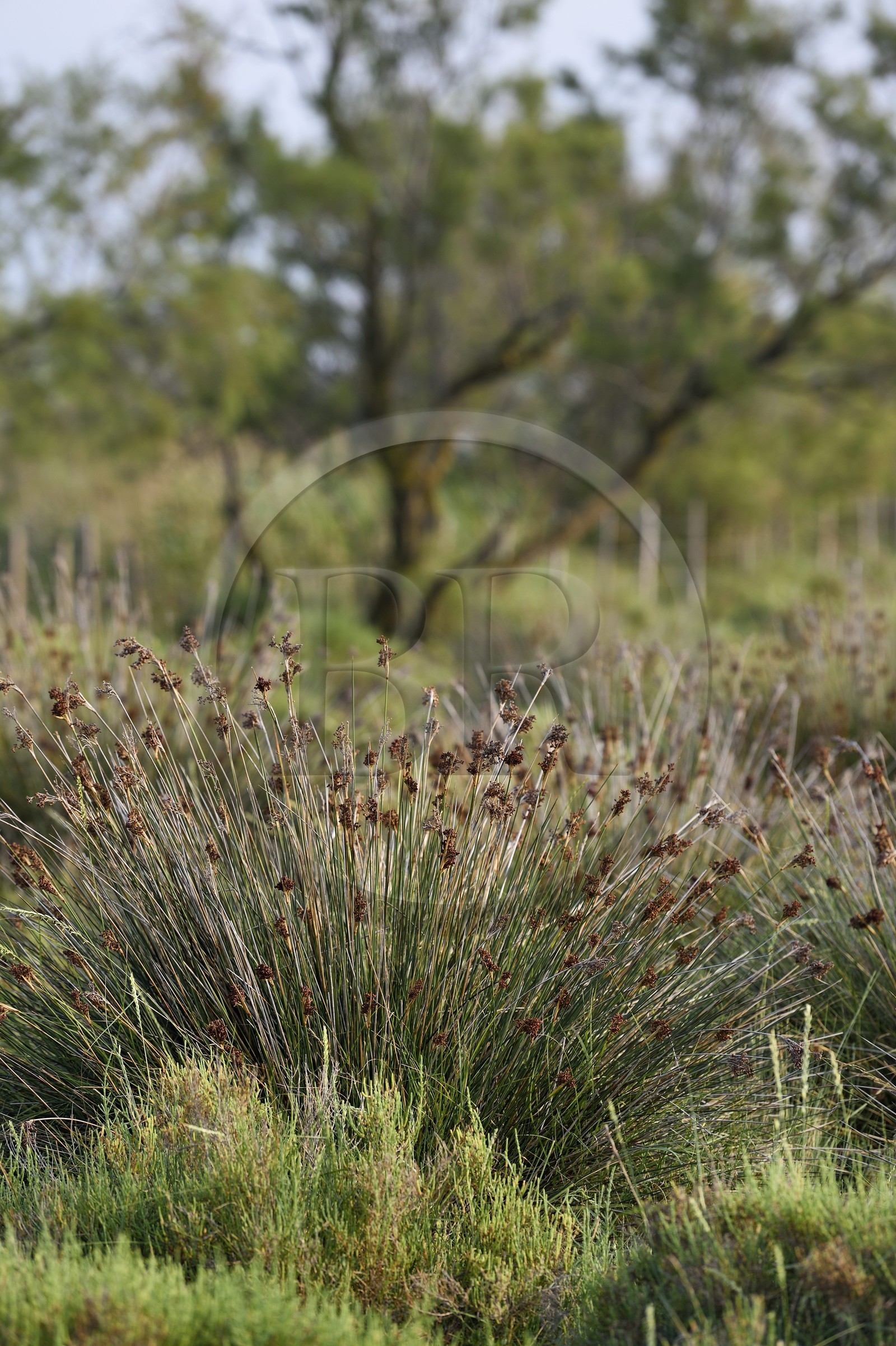 France, Bouches du Rhone, Parc naturel regional de Camargue (Regional Natural Park of Camargue), Vaccares pond