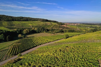 France, Bas-Rhin (67), Route des vins d'Alsace, Nothalten, vignoble du grand cru Muenchberg (vue a