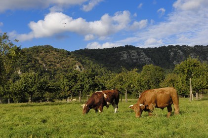 France, Calvados, Suisse normande (Norman Switzerland), Clecy, cows in a field