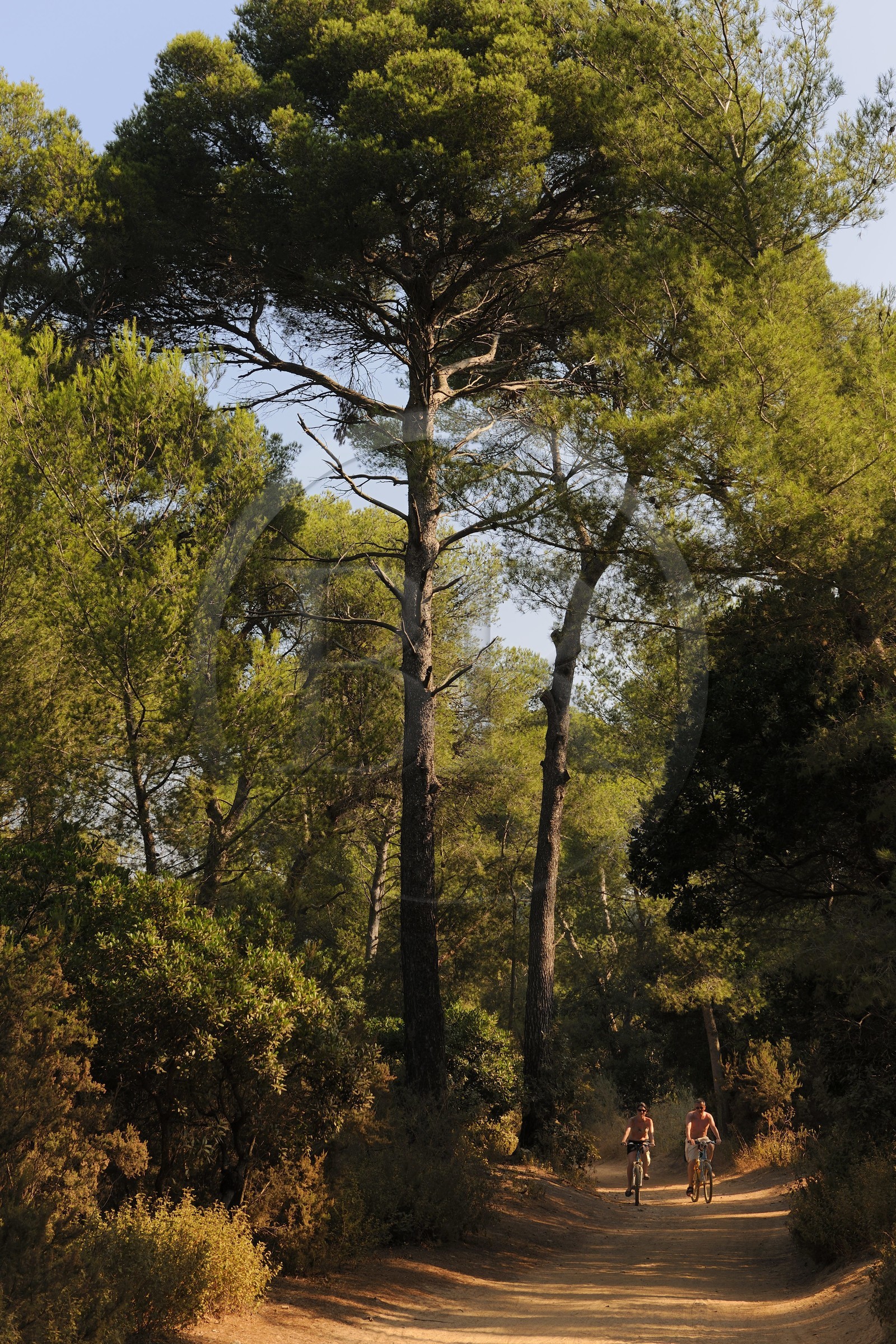 France, Var (83), Iles d'Hyères, parc national de Port-Cros, île de Porquerolles,