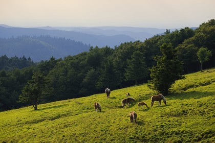France, Haut Rhin, scenic road of la route des Cretes, horses grazing towards the pass of la Schlucht