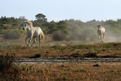 France, Bouches du Rhone, Parc naturel regional de Camargue (Regional Natural Park of Camargue), around Malagroy pond, manade Jacques Mailhan, Camargue horses