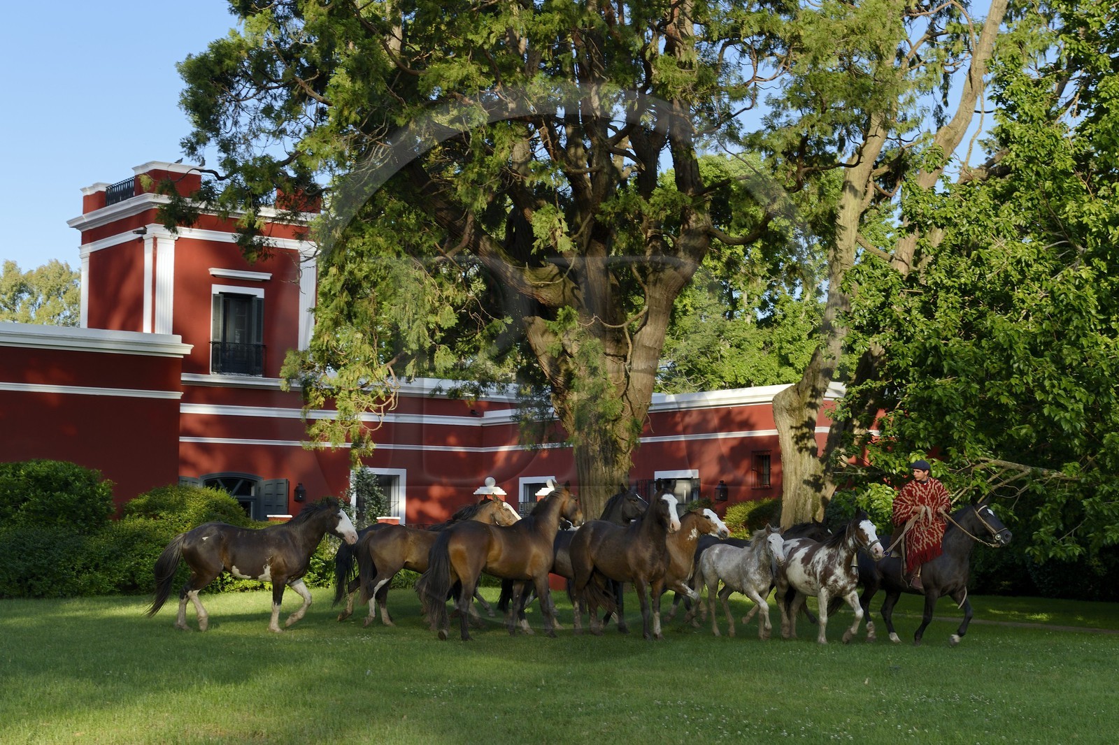 Argentina, Buenos Aires Province, San Antonio de Areco, gauchos and his herd of horses in front of the estancia La Bamba de Areco