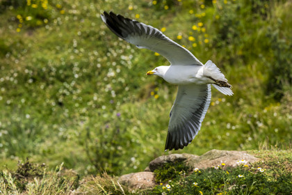 France, Finistère, Abers Country (Pays des Abers), Ile Vierge (Virgin Island) in the Lilia archipelago, sea gull