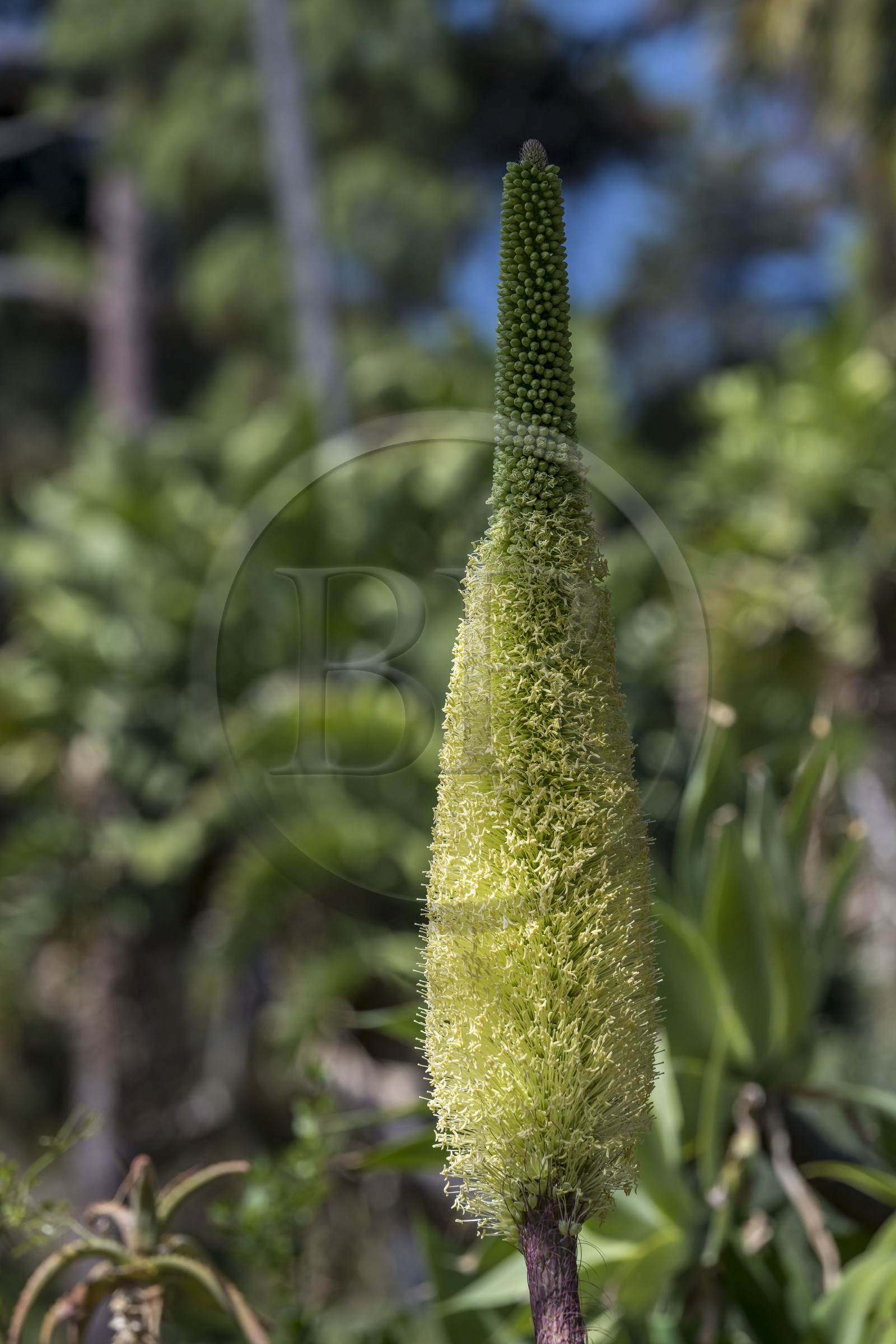 Italy, Liguria, Province of Imperia, Ventimiglia, Hanbury Botanical Garden, swan's neck agave (Agave attenuata) flower