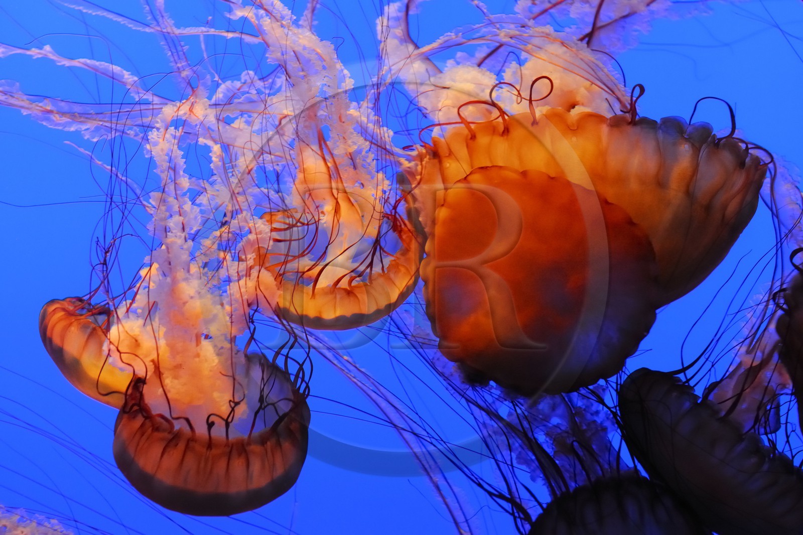 Etats-Unis, Californie, Monterey, le Monterey Bay Aquarium dans Cannery Row, méduses