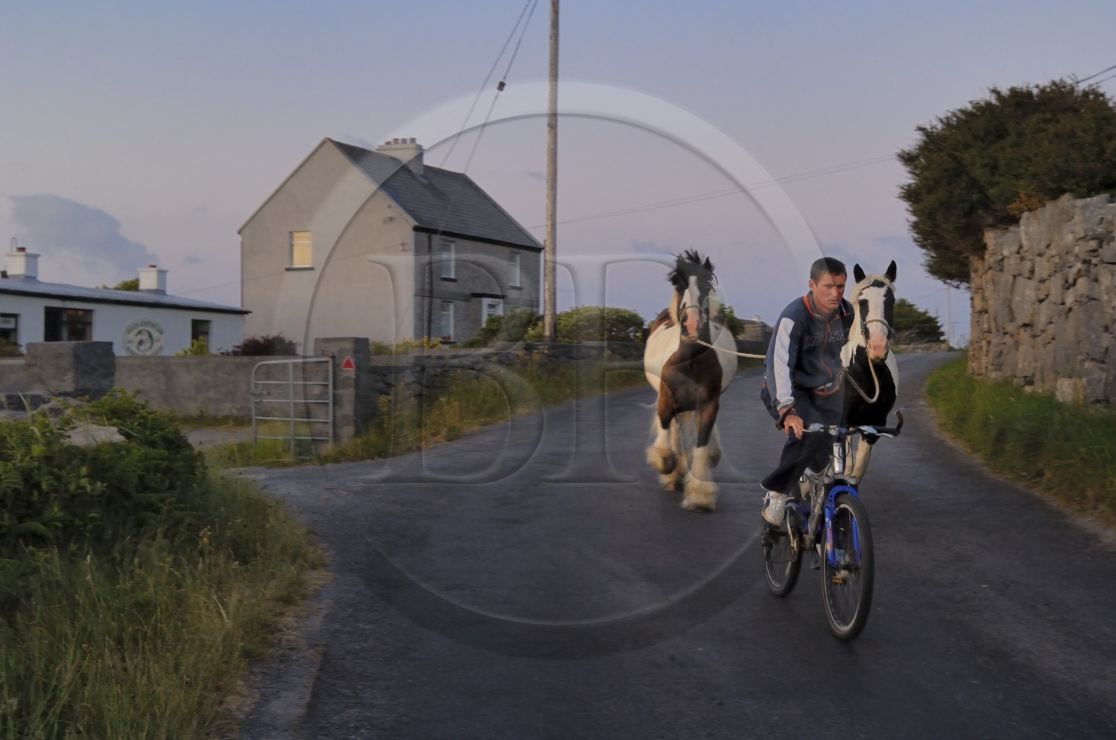 Republic of Ireland, County Galway, Aran Islands, Inishmore, night return cycling holding his two horses