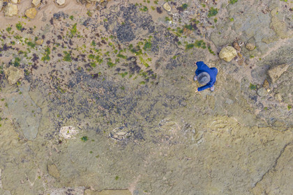 France, Vendée (85), Talmont-Saint-Hilaire, la Pointe du Payré, estran du site du Veillon à marée basse, traces fossiles tridactyles de dinosaures bipèdes datées d'environ 200 millions d’années