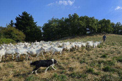 France, Loire (42), Parc Naturel Régional du Pilat, Pélussin, production par le GAEC de la Cabriole du fromage de chèvre Rigotte de Condrieu AOC, le troupeau de chèvres de Claude et André Boucher