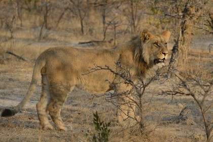 Zimbabwe, Midlands Province, Gweru, Antelope Park home to ALERT (African Lion and Environmental Research Trust), young lion (panthera leo)