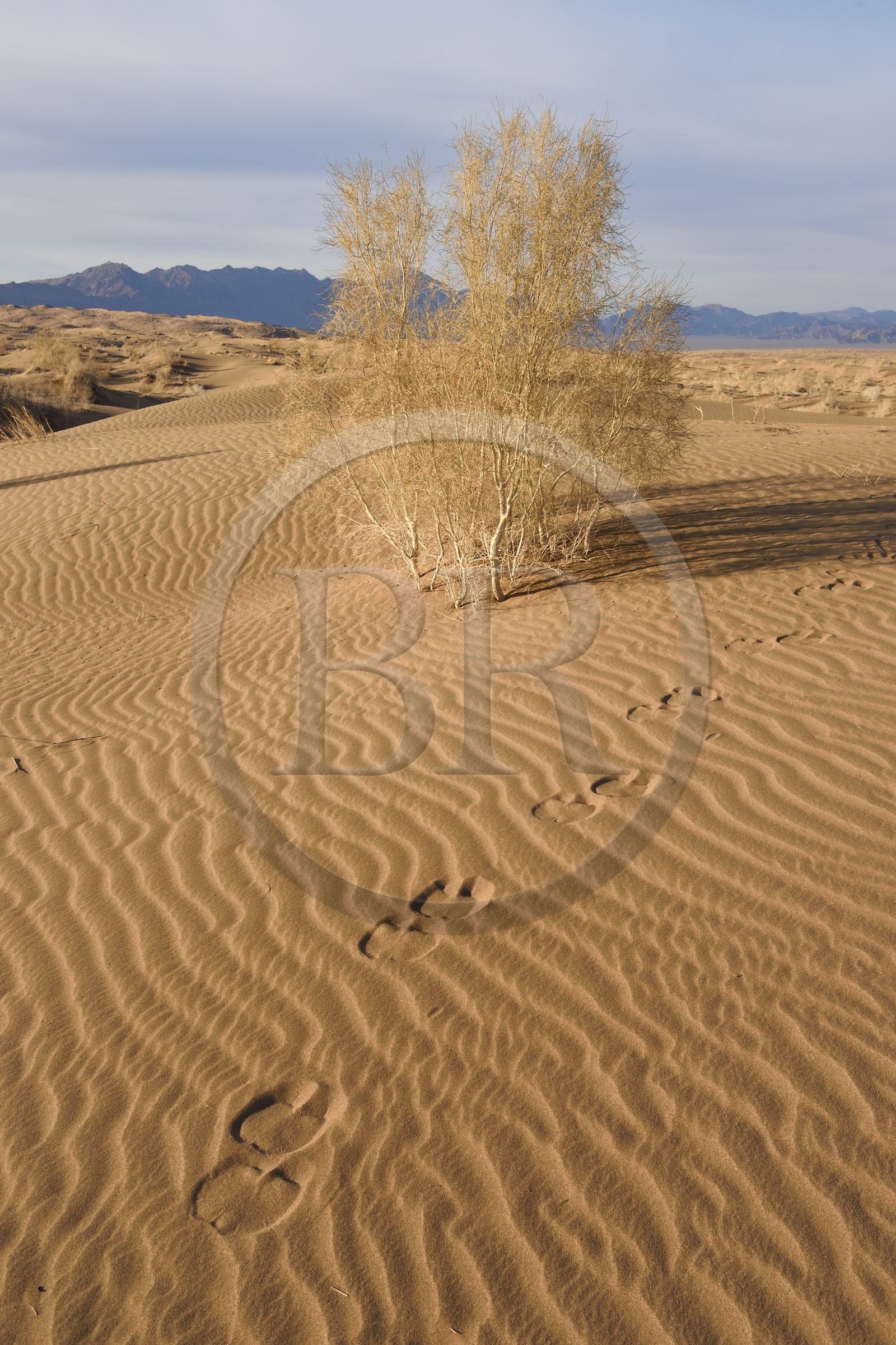 Iran, Province d'Ispahan, désert du Dasht-e Kavir, Mesr dans la région de Khur et Biabanak, traces de dromadaires (Camelus dromedarius) dans les dunes de sable
