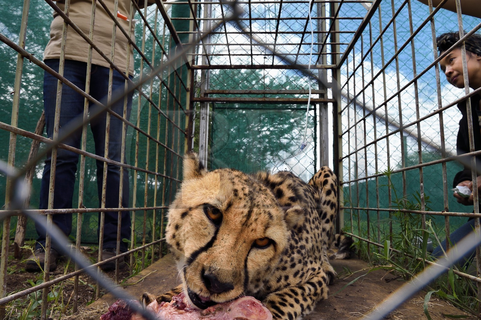 Namibie, Otjiwarongo, Cheetah Conservation Fund, centre de recherche et d'éducation, administration de fluides sous-cutanés 3 fois par semaine au guépard (Acinonyx jubatus) appelé Mendel souffrant d'insuffisance rénale chronique et la vétérinaire Emma Alfonso en arrière plan