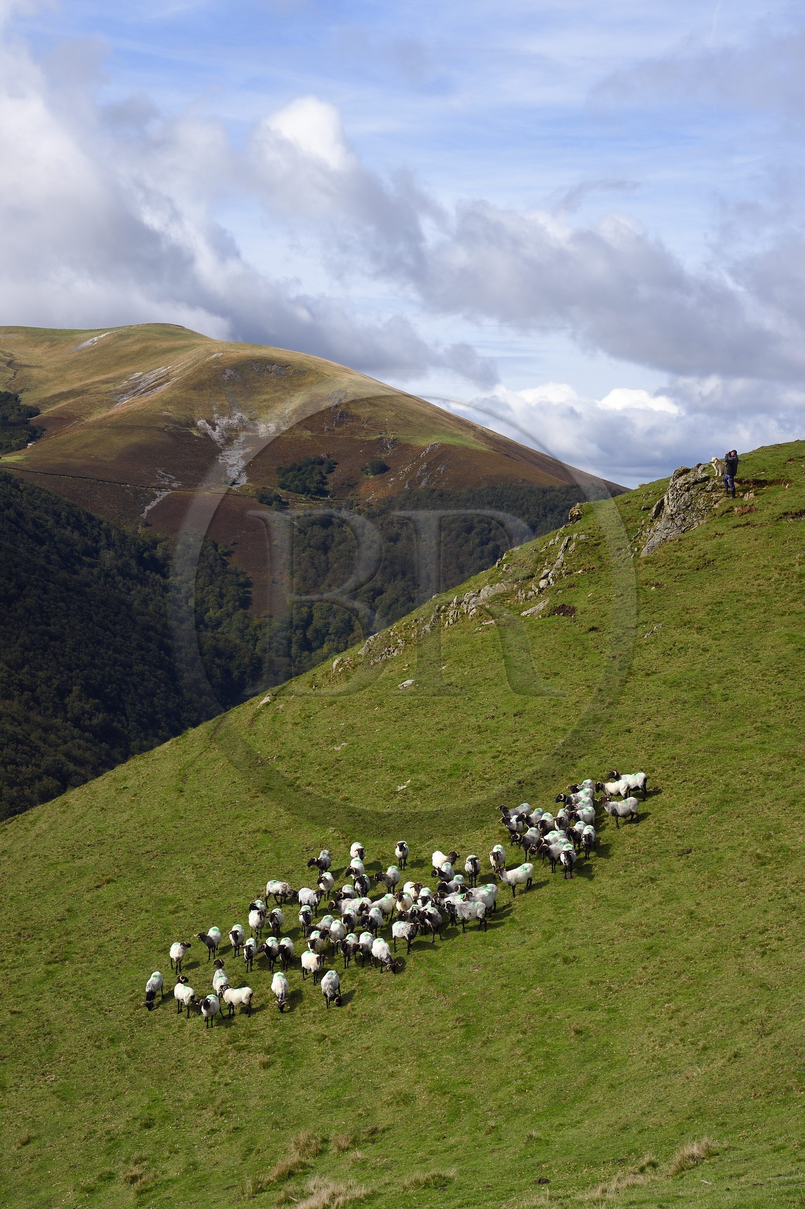 France, Pyrénées-Atlantiques (64), Pays-Basque, chemin de Saint-Jacques de Compostelle sur le GR 65 entre Saint-Jean-Pied-de-Port et Roncevaux vers le col de Bentarte, berger et son troupeau de brebis manech tête noire sur les pentes du Leizar Atheka