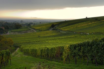 France, Haut Rhin, the Alsace Wine Route, Hunawihr, labelled Les Plus Beaux Villages de France (The Most Beautiful Villages of France), the vineyard