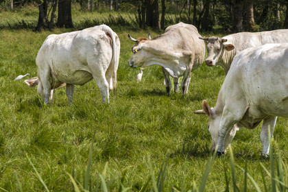France, Deux-Sèvres, le Marais Poitevin, Green Venice, Le Vanneau-Irleau, herd of cows surrounded by cattle egrets (Bubulcus ibis)
